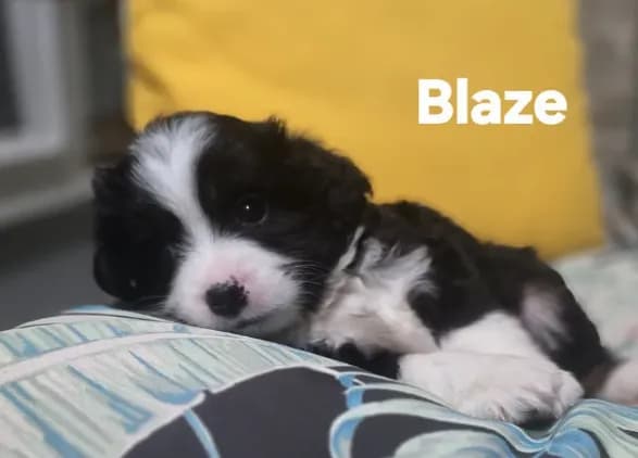 Blaze