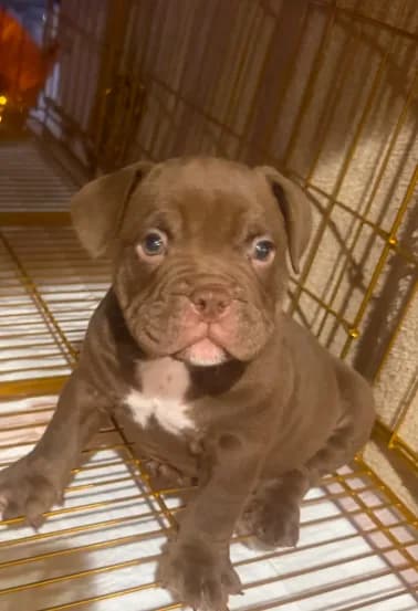 Lily - Micro Bully/Nano