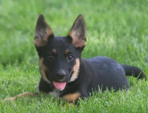 Lulu