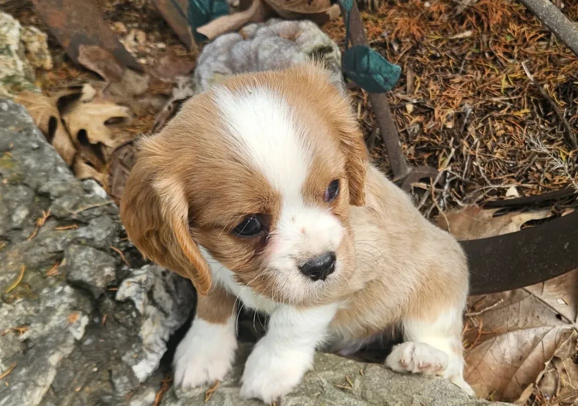Akc Cooper