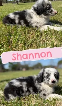 Shannon