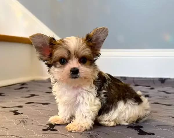 Stunning Yorkie Parti Color.. So Rare!!