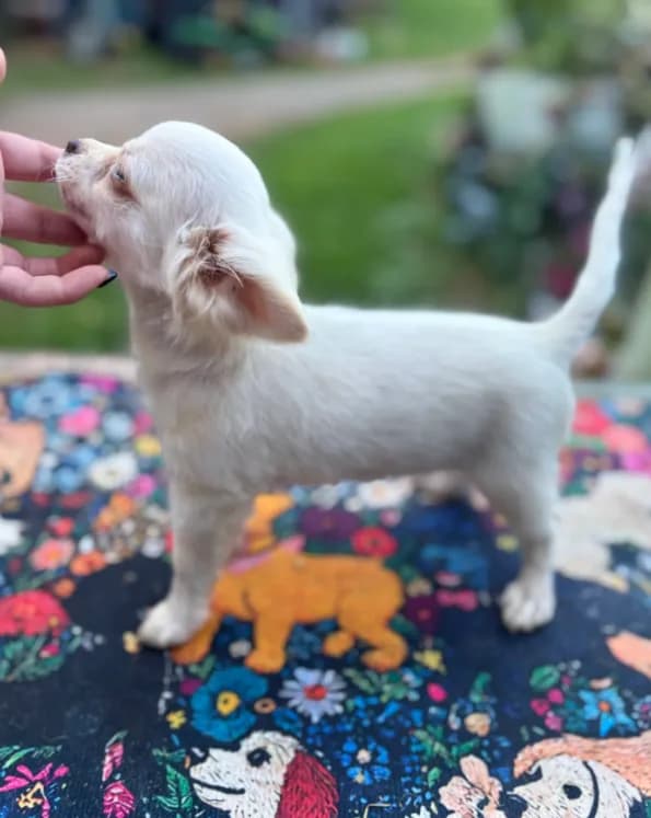 Full AKC Snowy Hidden Merle male