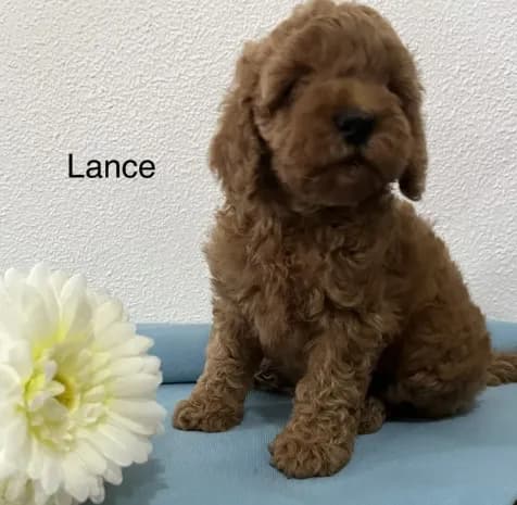 Lance