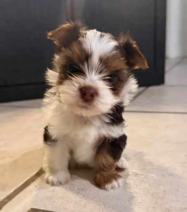 Teddy