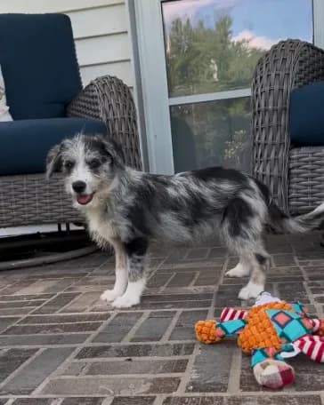 Cici-Corgipoo
