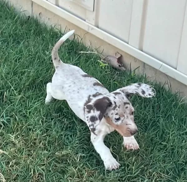 Maggie