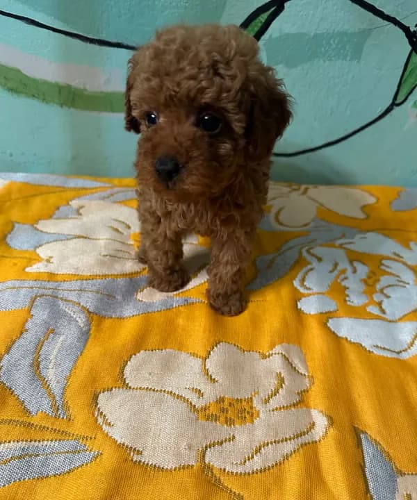 AKC teacup f1