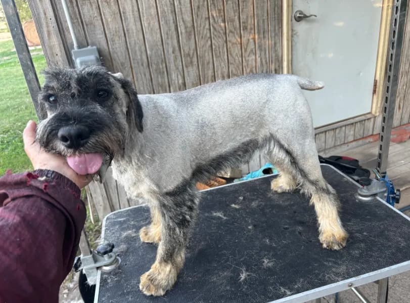 AKC - Spencer