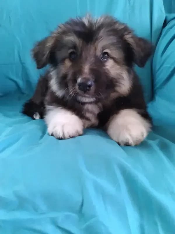 KING SHEPHERD