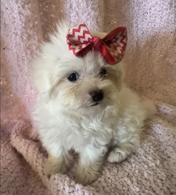 Maltipoo2