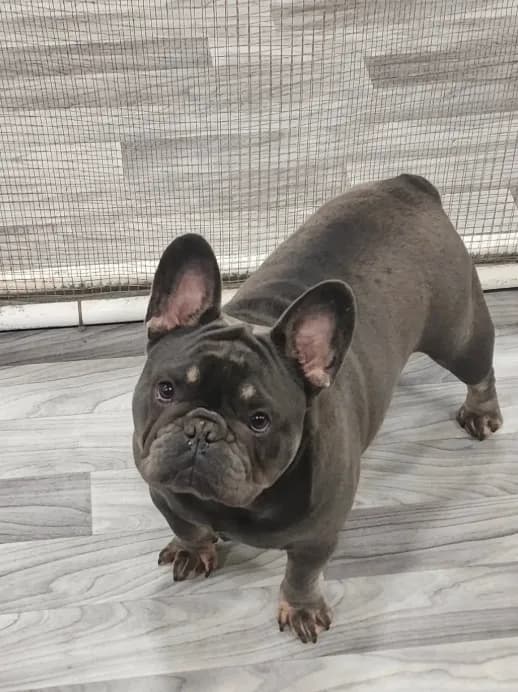 AKC Jackson