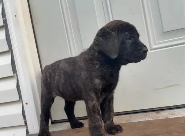 Brindle