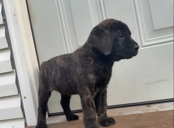 Brindle