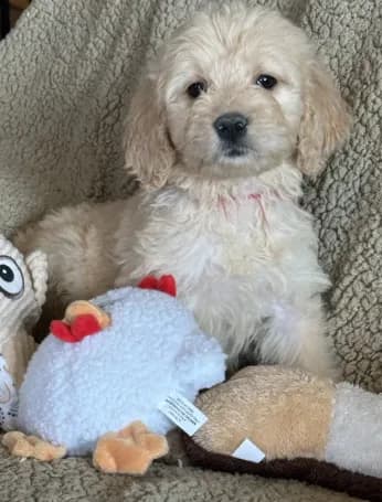 Gorgeous Red -Penny