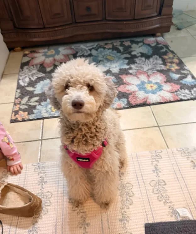 Daisy