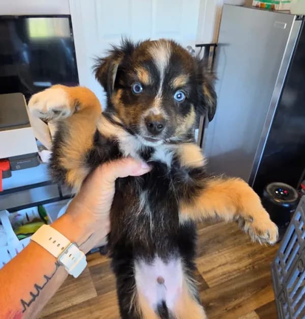 Leaves