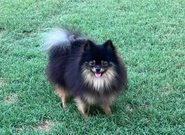 AKC Kenzo