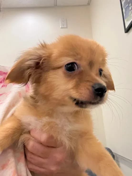 Robert, light colored chion, papillon/Chihuahua