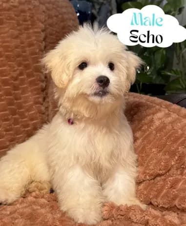 Echoo