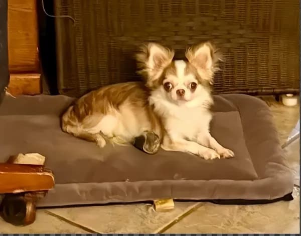 Tia- Spayed