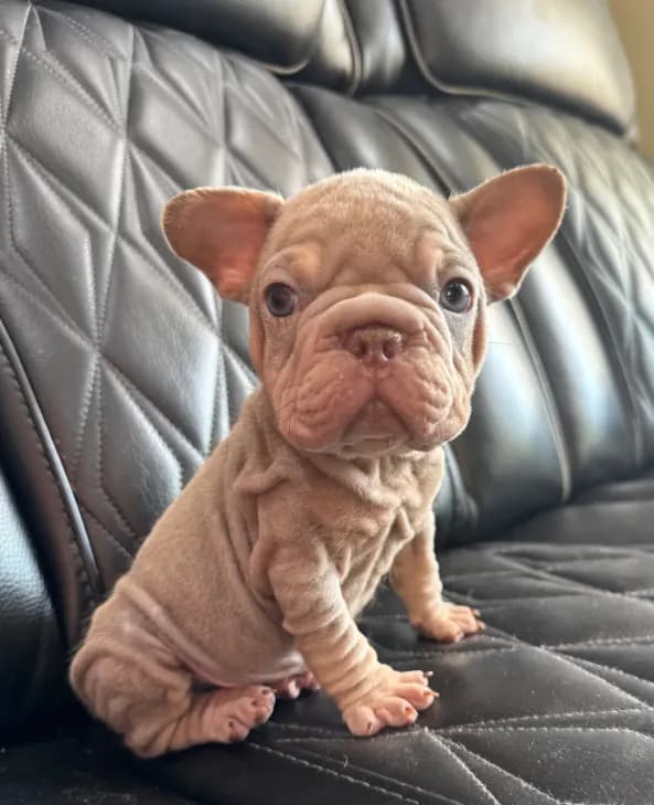REDUCED VELVET BIG ROPE WRINKLES