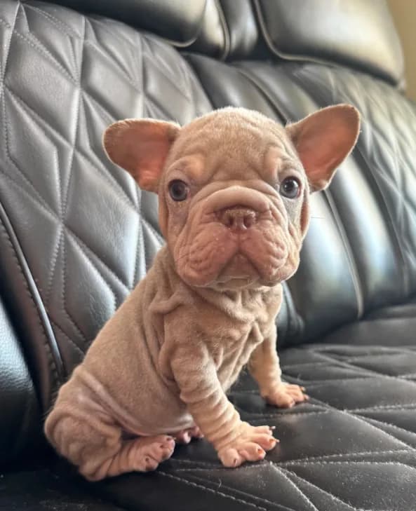 REDUCED VELVET BIG ROPE WRINKLES