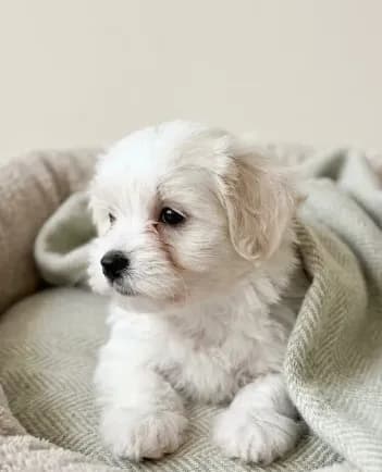 Teddy