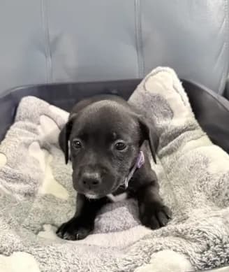 Jinx litter- Purple
