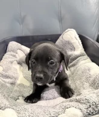 Jinx litter- Purple