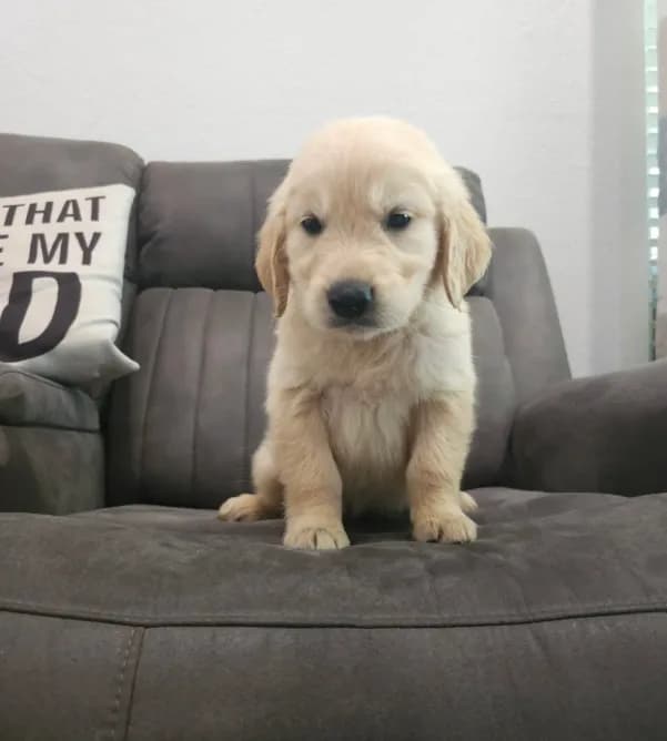 AKC Golden Retriever