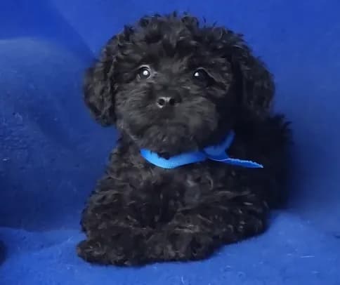 *FLASH SALE* Griffin