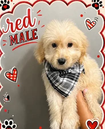Red male