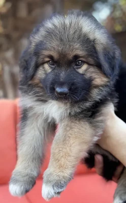 KING SHEPHERD