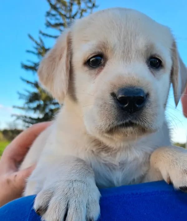 AKC English Yellow Lab Male