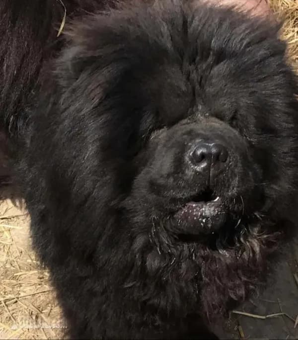 🧸🐻Black female🧸🐻