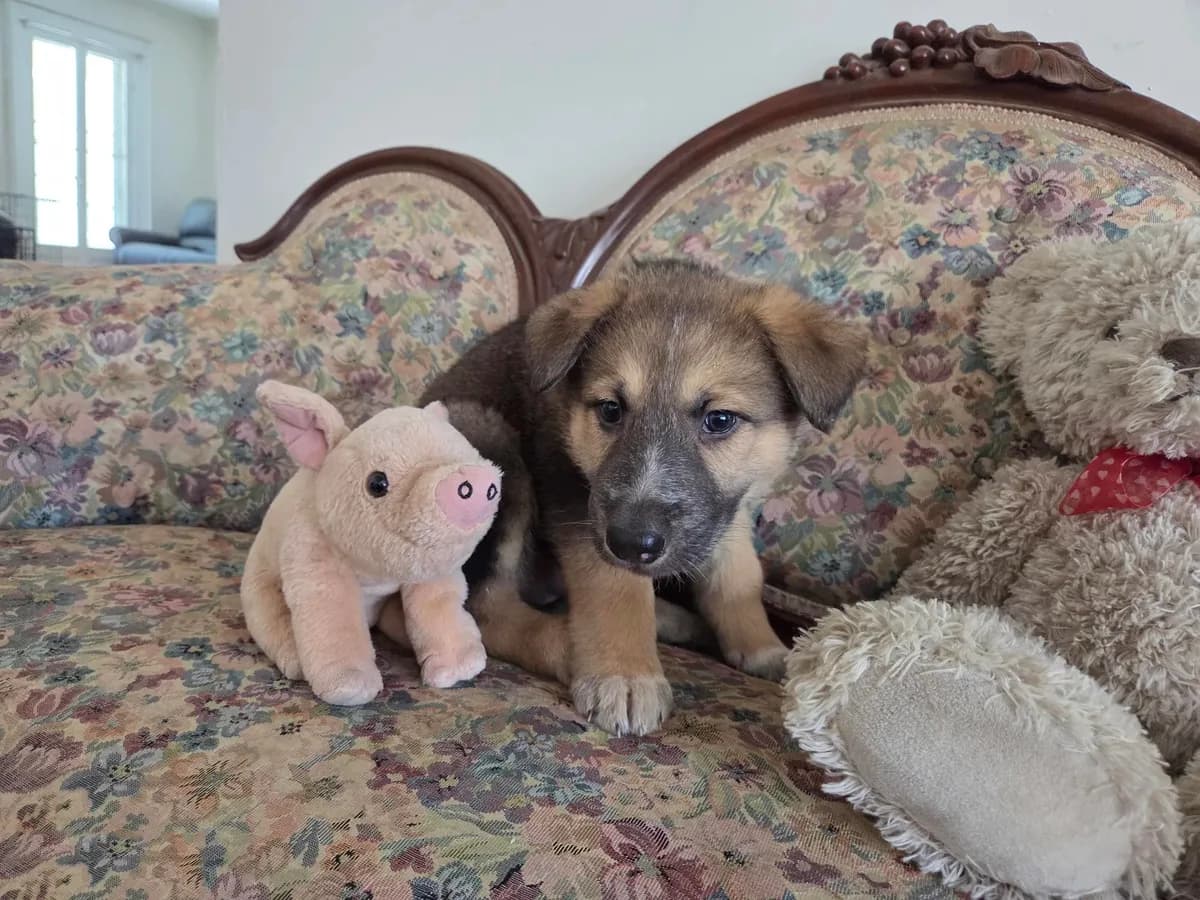 Bear