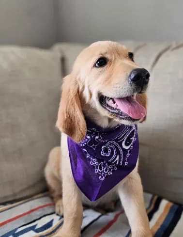 Hazel