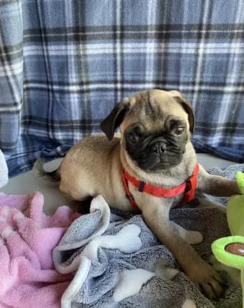 Milo
