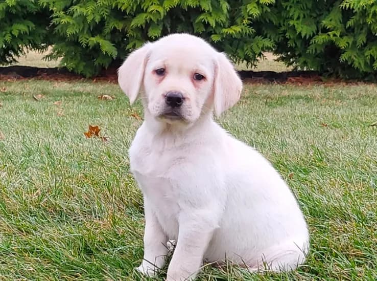 Cooper