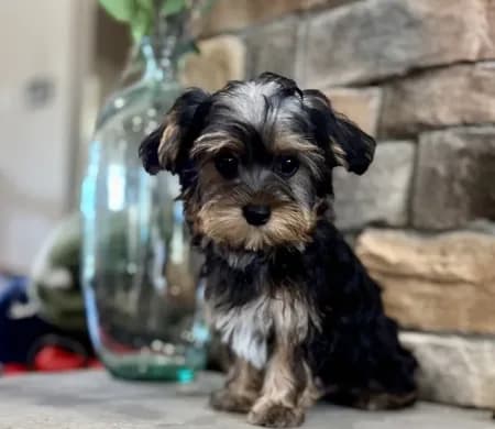 Benji