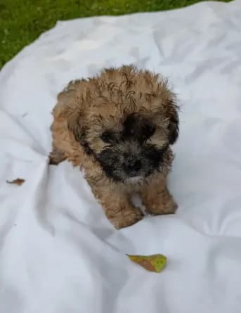 Elvis