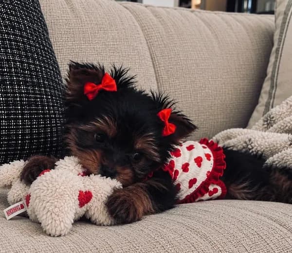 Clover β Yorkshire Terrier Girl π