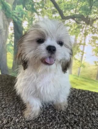 Shih Tzu Male