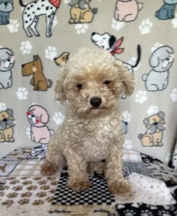 Doug
