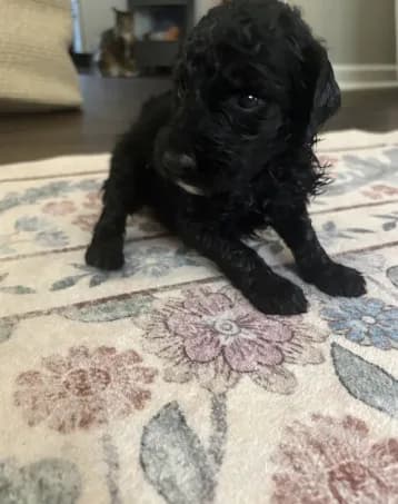 Frannie
