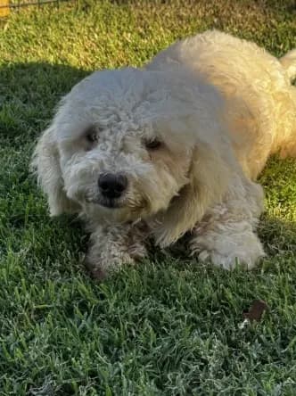 Snowball