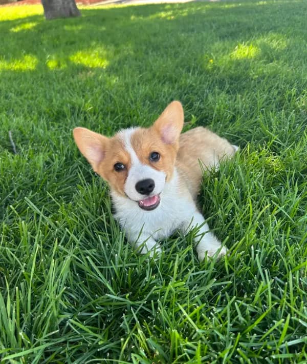 Corgi