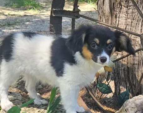 Akc Lily