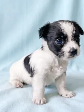 Scout